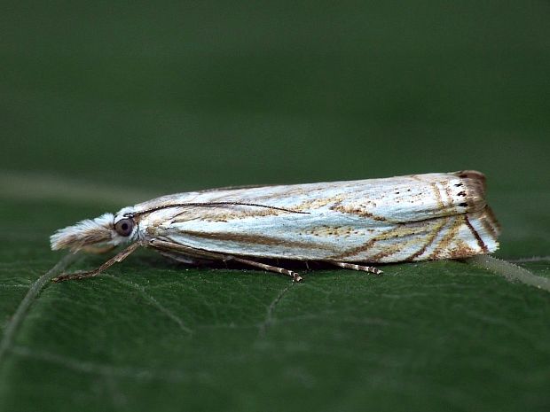 trávovec lúčny Crambus lathoniellus Zincken, 1817