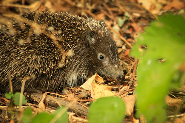 jež bledý Erinaceus concolor