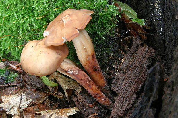 peniazovka vretenovitohlúbiková Gymnopus fusipes (Bull.) Gray