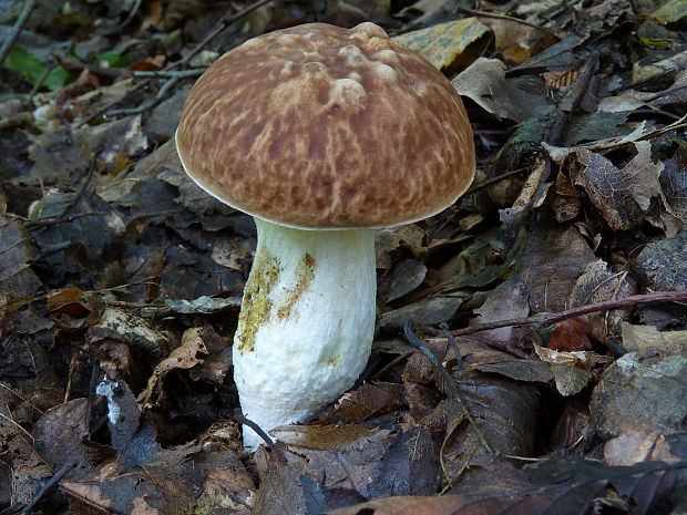 hríb jamkatý Hemileccinum depilatum (Redeuilh) Šutara