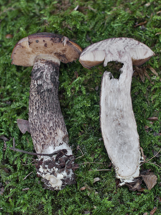 kozák hrabový Leccinum pseudoscabrum (Kallenb.) Šutara