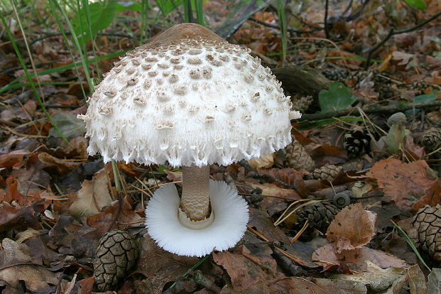 bedľa vysoká Macrolepiota procera (Scop.) Singer