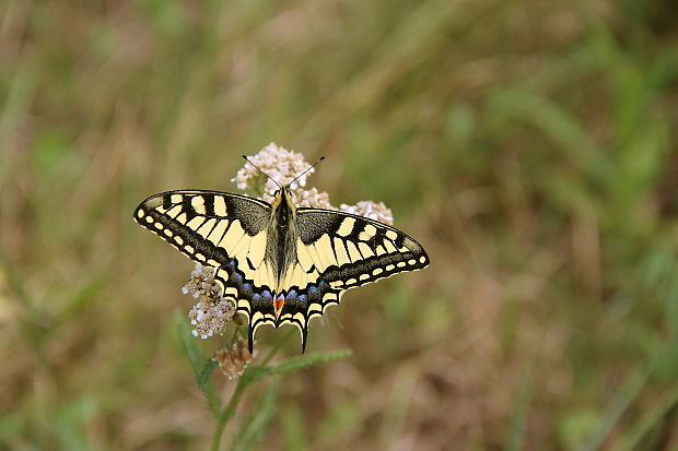 vidlochvost feniklový Papilio machaon