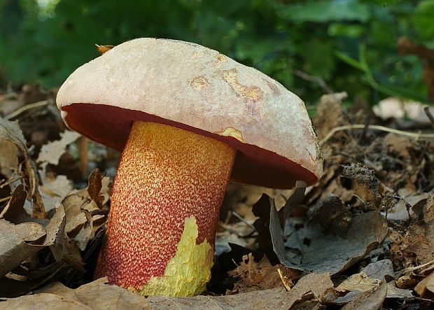 hríb purpurový Rubroboletus rhodoxanthus Kuan Zhao &amp; Zhu L. Yang