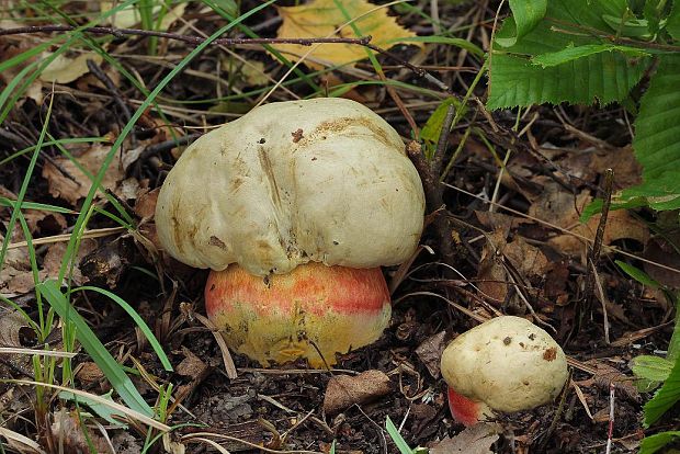 hríb satanský Rubroboletus satanas f. satanas (Lenz) Kuan Zhao & Zhu L. Yang