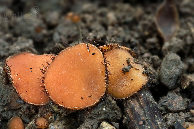 štítovnička Scutellinia sp.