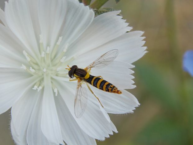 pestrica Sphaerophoria sp.