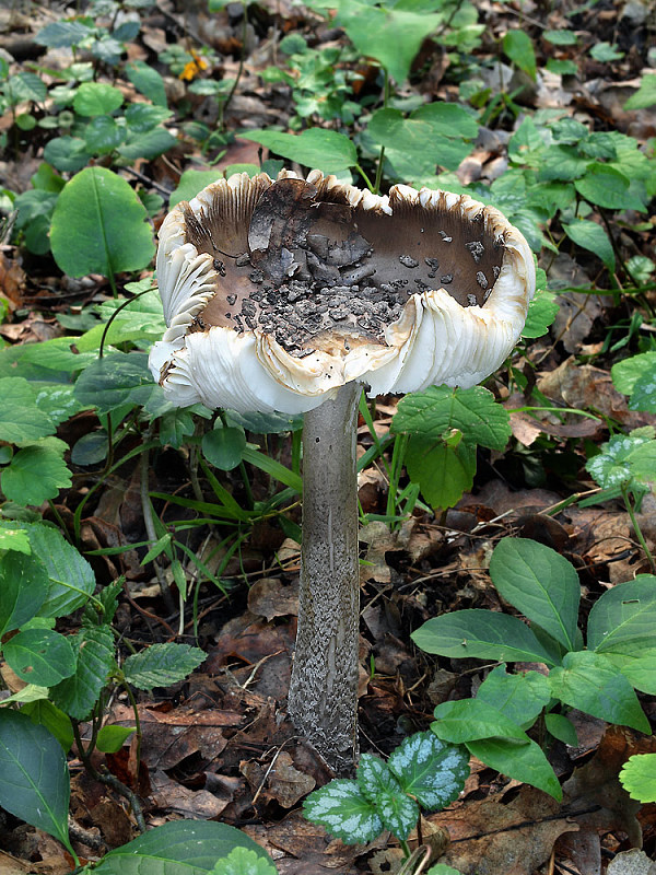 muchotrávka chrastavá Amanita ceciliae (Berk. & Broome) Bas