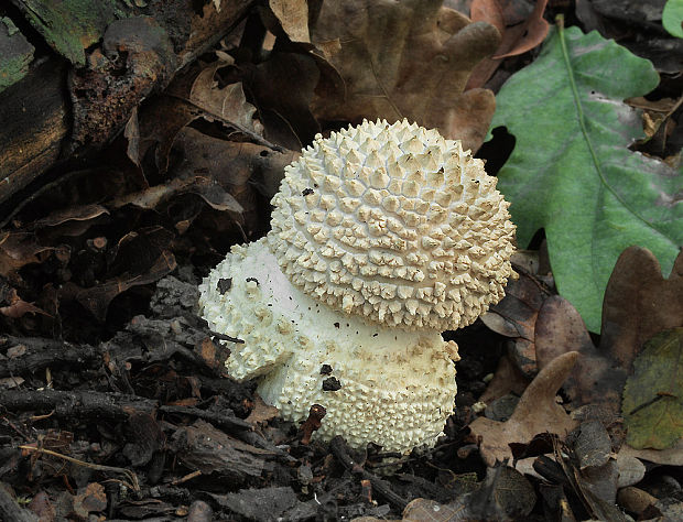 muchotrávka ostnatá Amanita echinocephala (Vittad.) Quél.