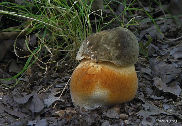 hríb bronzový Boletus aereus Bull. ex Fr.