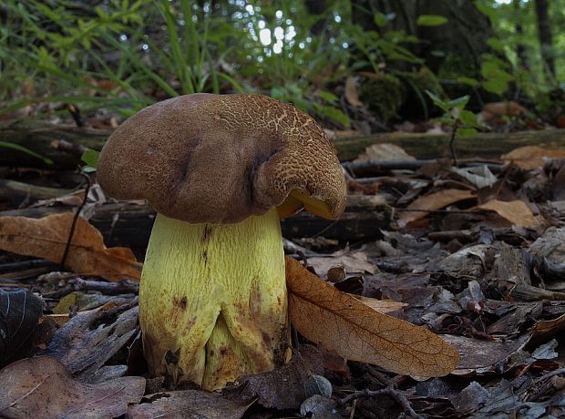 hríb príveskatý Butyriboletus appendiculatus (Schaeff. ex Fr.) Secr.