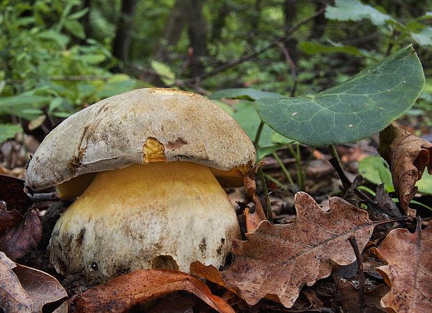 hríb striebristý Butyriboletus fechtneri (Velen.) D. Arora & J.L. Frank