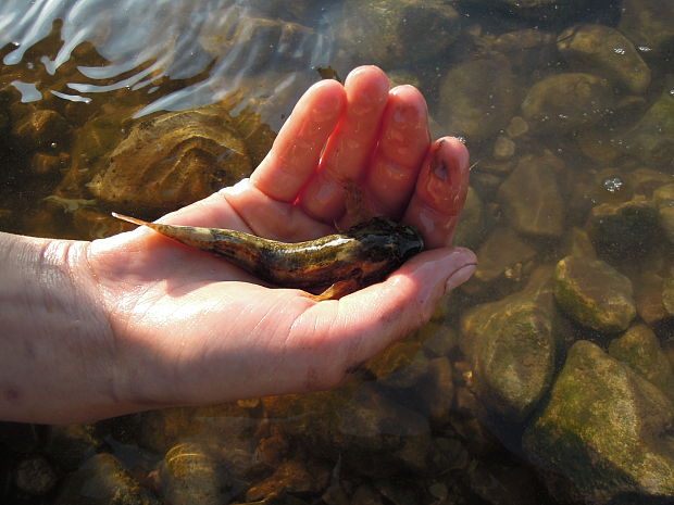 hlaváč bieloplutvý Cottus gobio