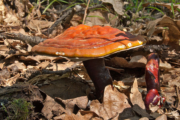 lesklokôrovka obyčajná Ganoderma lucidum (Curtis) P. Karst.