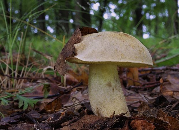 hríb plavý Hemileccinum impolitum (Fr.) Šutara