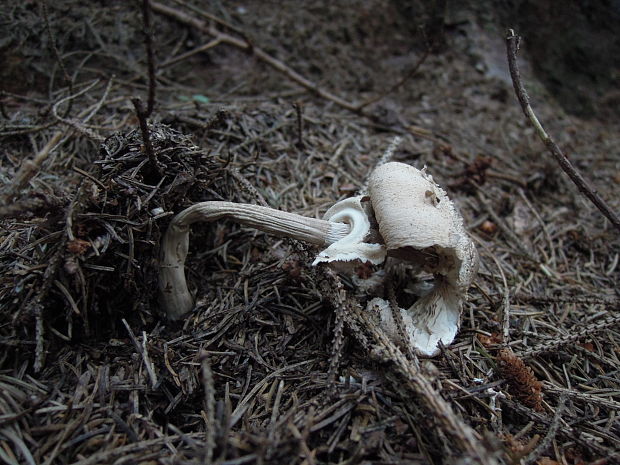 bedľa Macrolepiota sp.