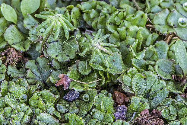 porastnica  Marchantia polymorpha