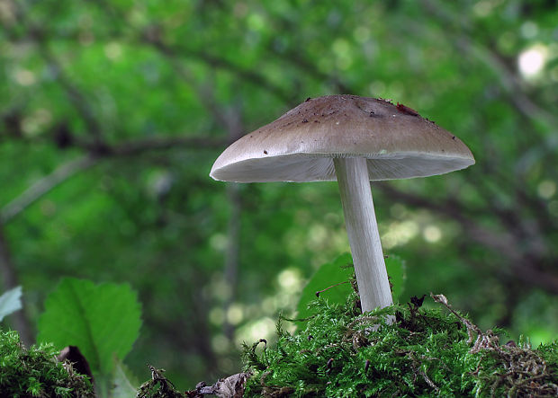 štítovka jelenia Pluteus cervinus (Schaeff.) P. Kumm.