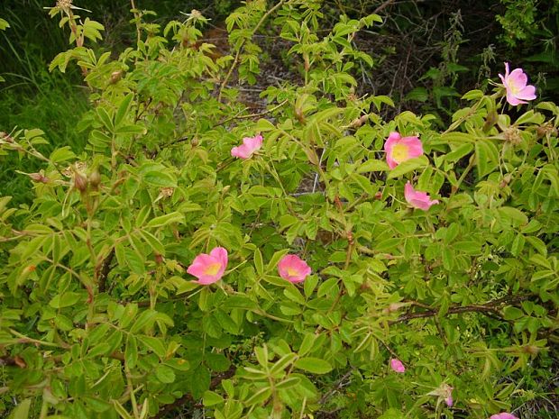 ruža hrdzavá Rosa rubiginosa  L.