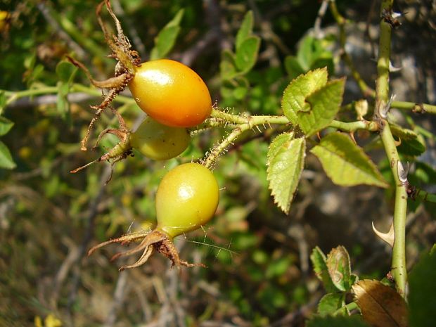 ruža hrdzavá Rosa rubiginosa  L.