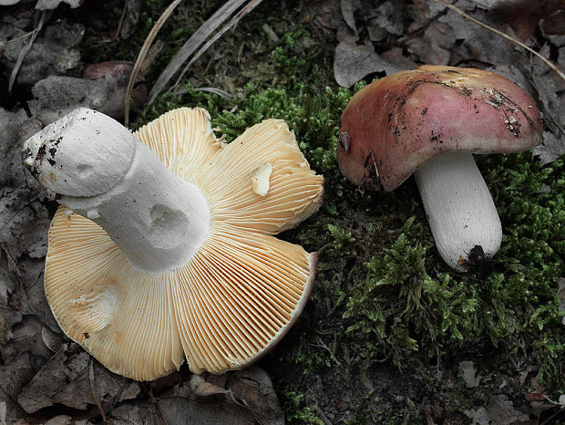 plávka Russula sp.