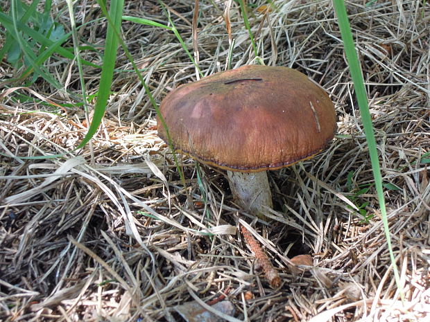 masliak Suillus sp.