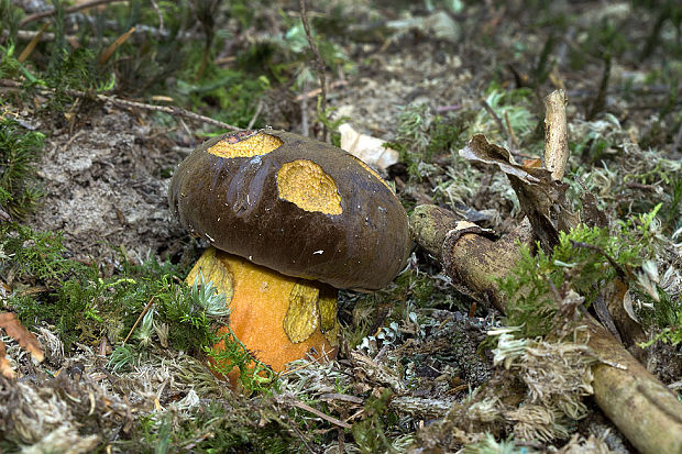 hríb zrnitohlúbikový Sutorius luridiformis (Rostk.) G. Wu & Zhu L. Yang