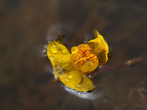 bublinatka menšia Utricularia minor L.