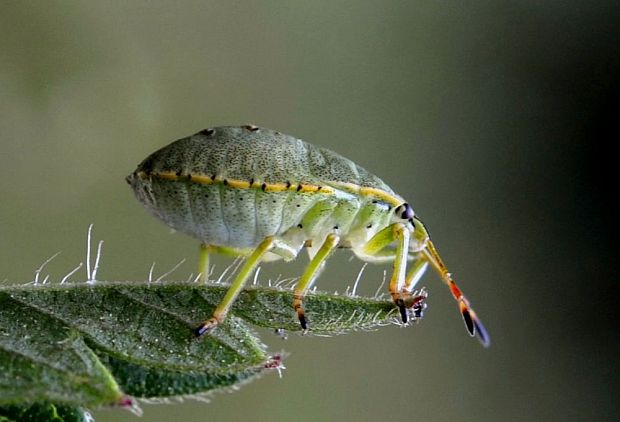 palomena prasina