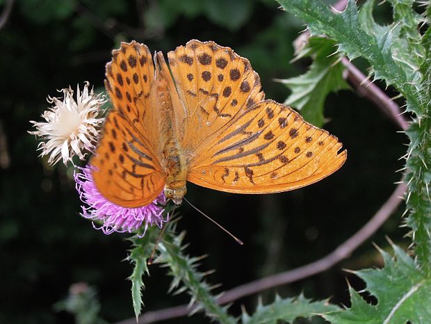 perlovec striebristopásavý Argynnis paphia