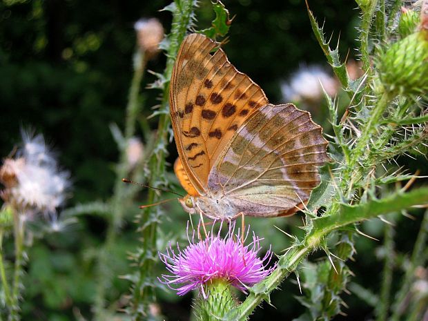 perlovec striebristopásavý Argynnis paphia