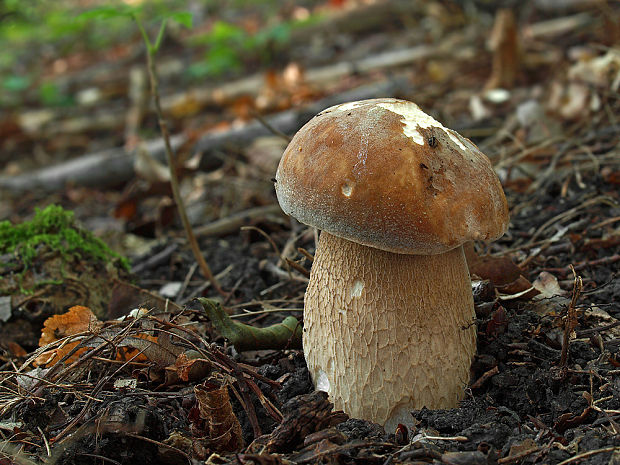 hríb dubový Boletus reticulatus Schaeff.