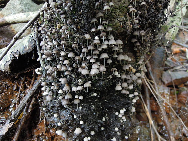 hnojník rozsiaty Coprinellus disseminatus (Pers.) J.E. Lange