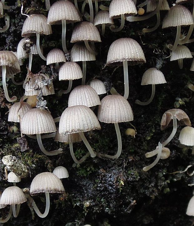 hnojník rozsiaty Coprinellus disseminatus (Pers.) J.E. Lange