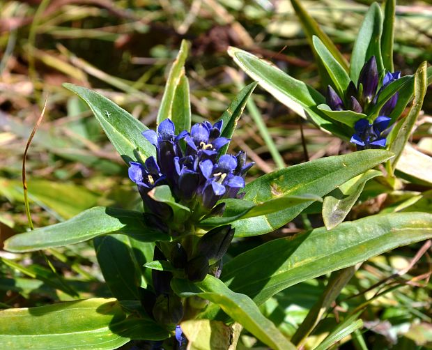 horec krížatý Gentiana cruciata L.