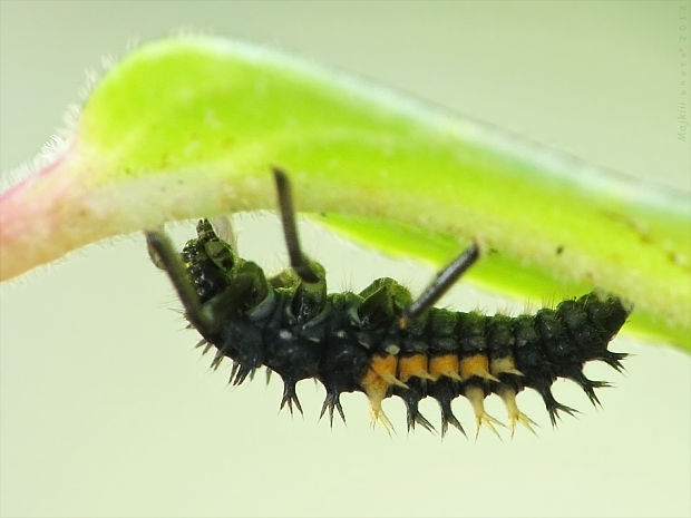 lienka / slunéčko východní (cz) - larva Harmonia axyridis Pallas, 1773