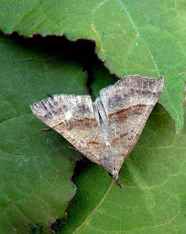 pamora žihľavová Hypena proboscidalis