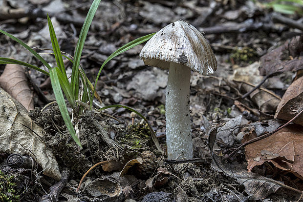 vláknica Inocybe sp.