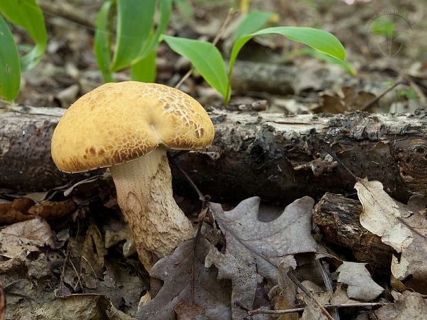 kozák žltopórový Leccinellum crocipodium (Letell.) Della Maggiora & Trassinelli