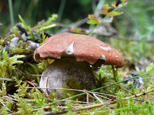 kozák smrekový Leccinum piceinum Pilát & Dermek