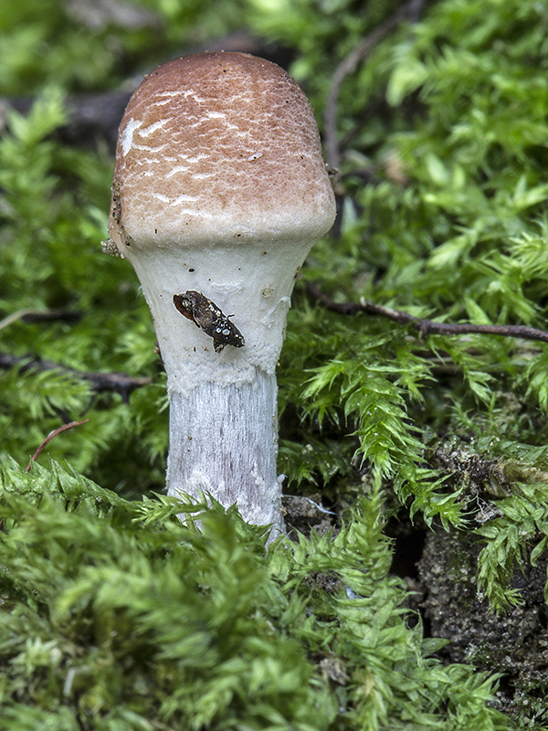 bedlička Lepiota sp.