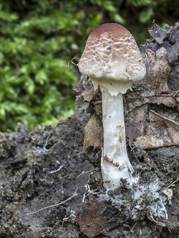 bedlička Lepiota sp.