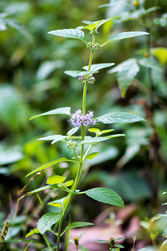 mäta roľná Mentha arvensis L.