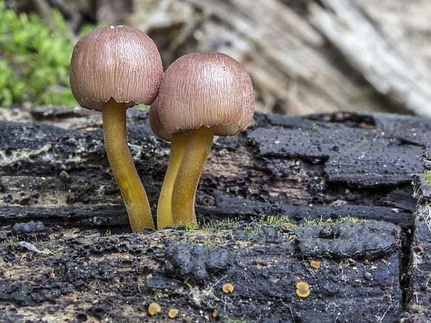 prilbička žltohlúbiková Mycena renati Quél.