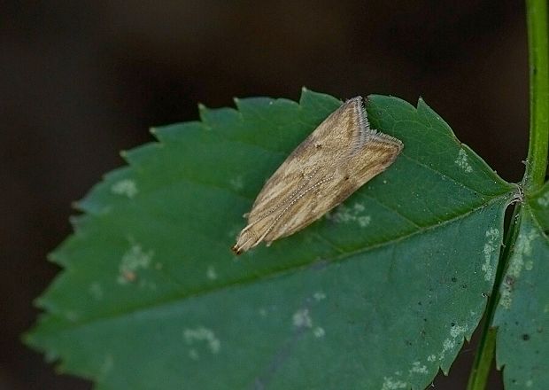 zdobka zvončeková Orophia ferrugella