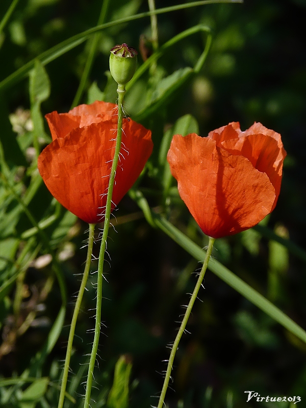 mak vlčí Papaver rhoeas L.