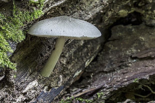 štítovka vŕbová Pluteus salicinus (Pers.) P. Kumm.