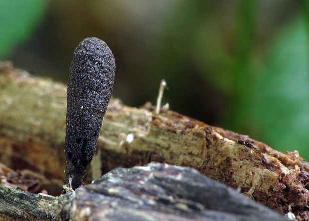 drevnatec kyjakovitý Xylaria polymorpha (Pers.) Grev.