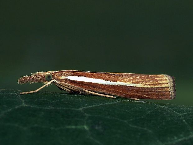 trávovec trávový Agriphila tristella Denis & Schiffermüller, 1775