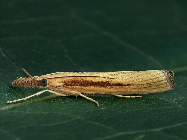 trávovec trávový Agriphila tristella Denis & Schiffermüller, 1775